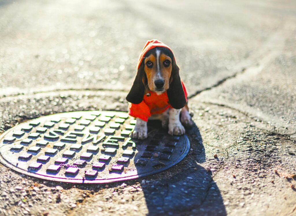 Cuccioli di Basset Hound - un cane che indossa una giacca rossa seduto su un tombino