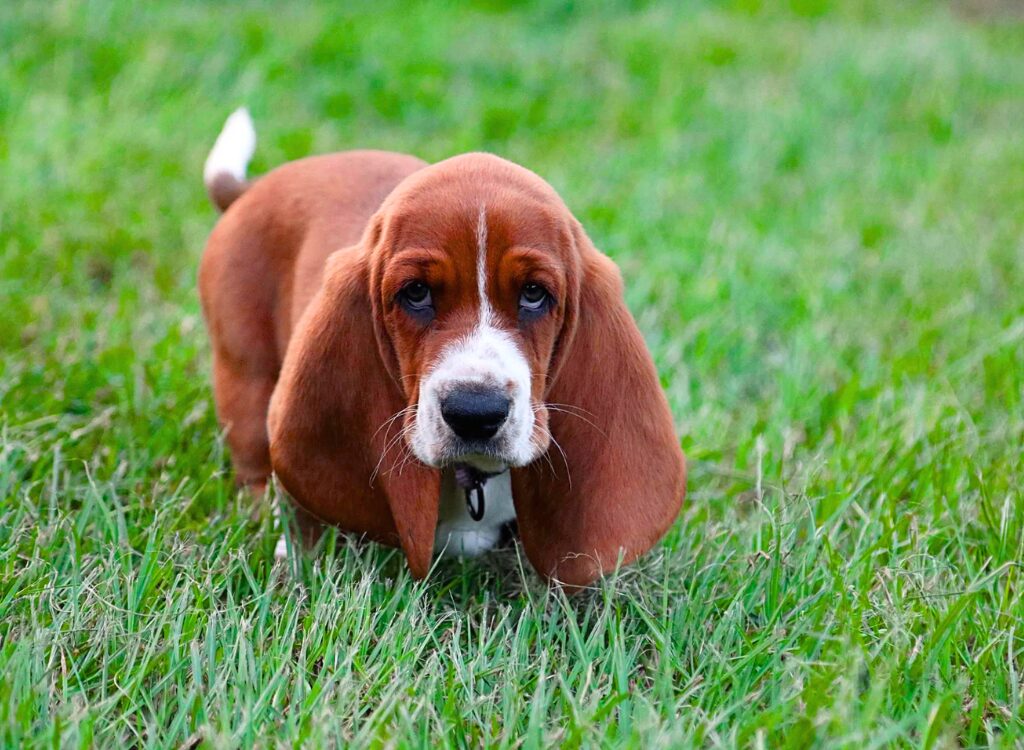 Cuccioli di Basset Hound - un cane è in piedi nell'erba