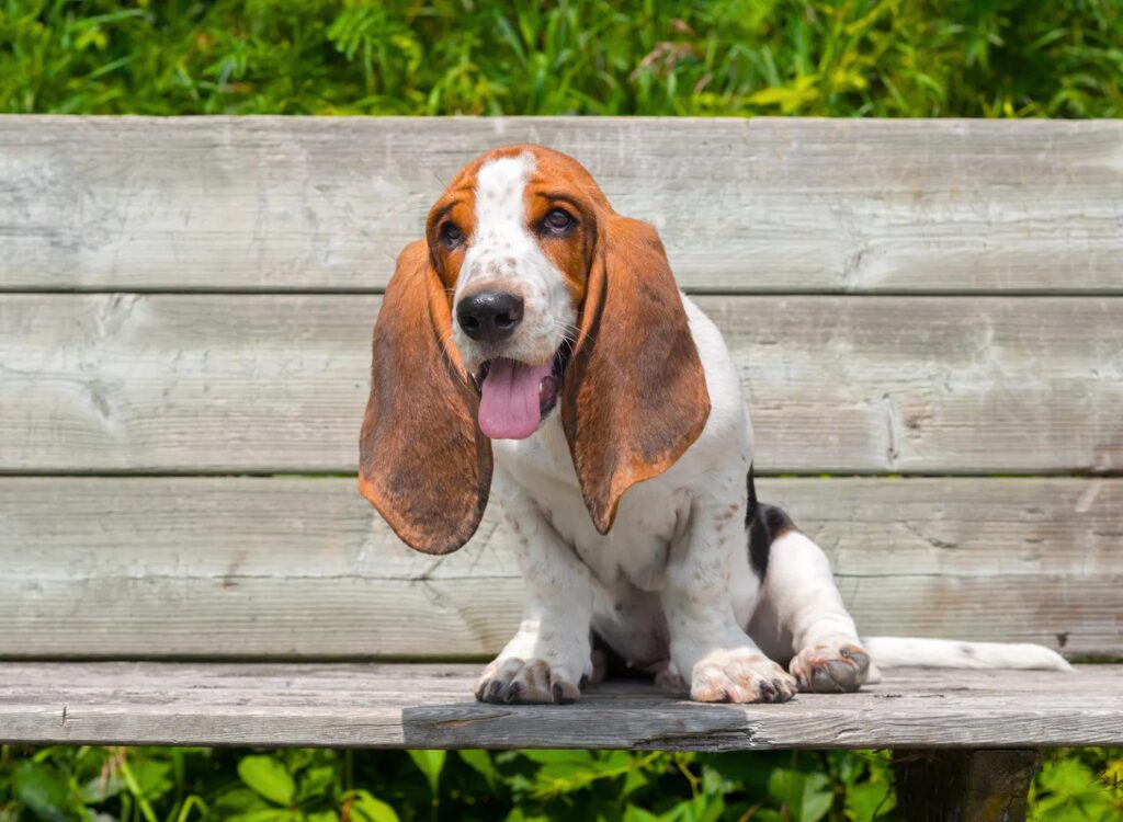 Cuccioli di Basset Hound - un cucciolo seduto su una panchina