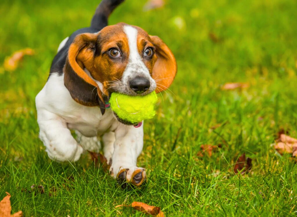 Cuccioli di Basset Hound - un cagnolino che corre con una pallina da tennis in bocca