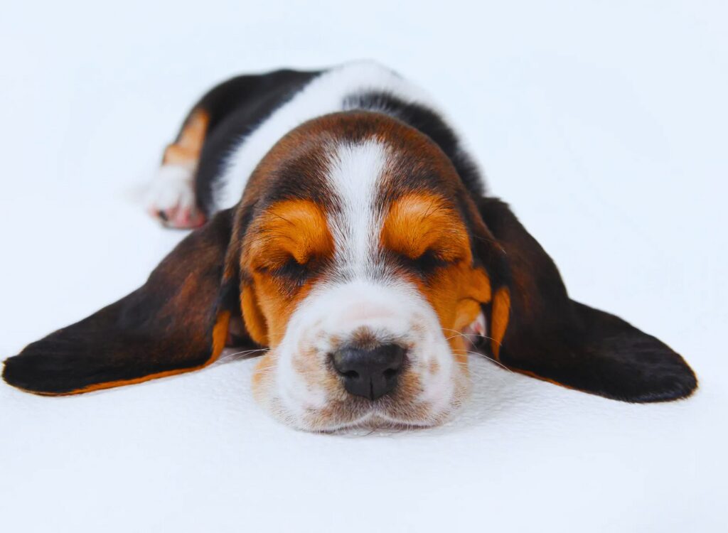 Cuccioli di Basset Hound - un cucciolo che dorme su uno sfondo bianco