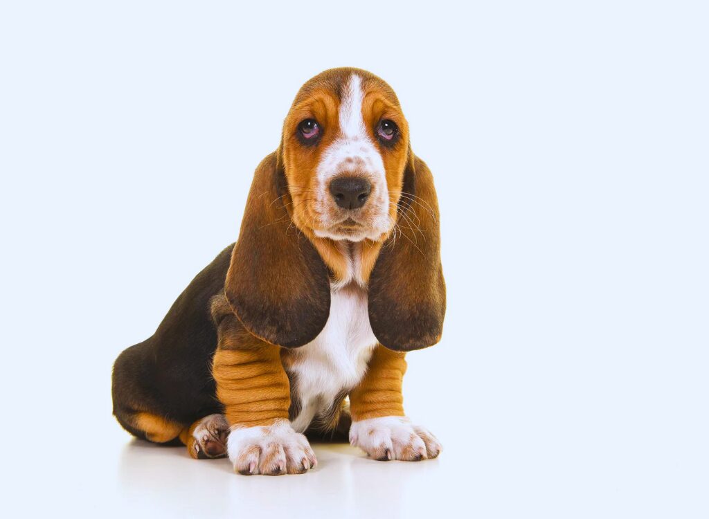 Cuccioli di Basset Hound - un cagnolino seduto sul pavimento