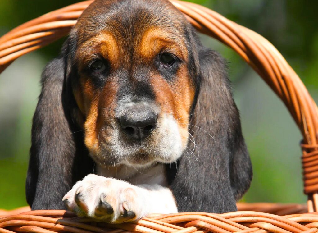 Cuccioli di Basset Hound - un cane seduto in un cestino