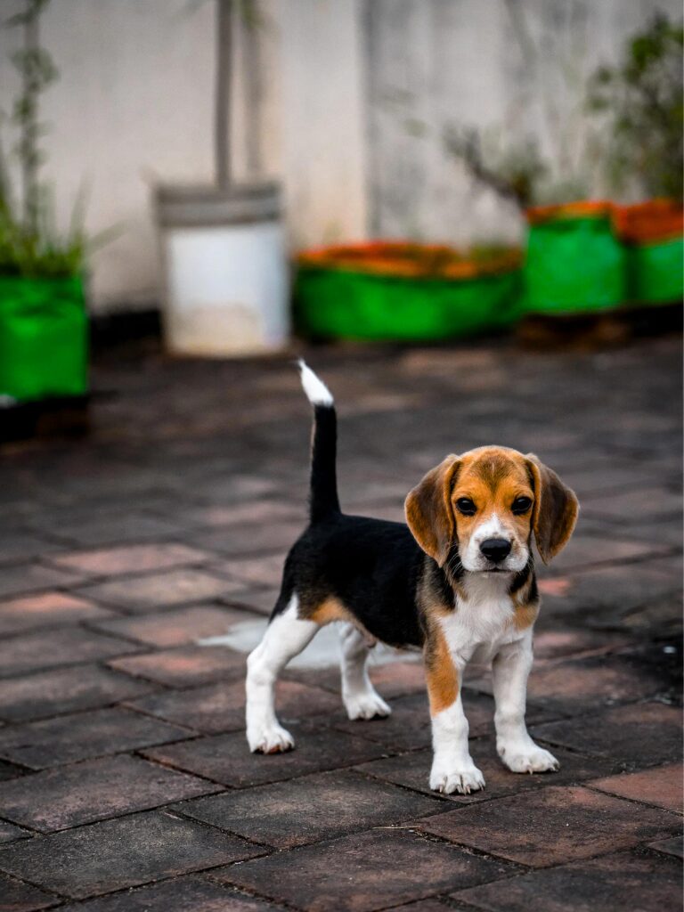 Cuccioli di Beagle - un piccolo cane in piedi su un pavimento di mattoni