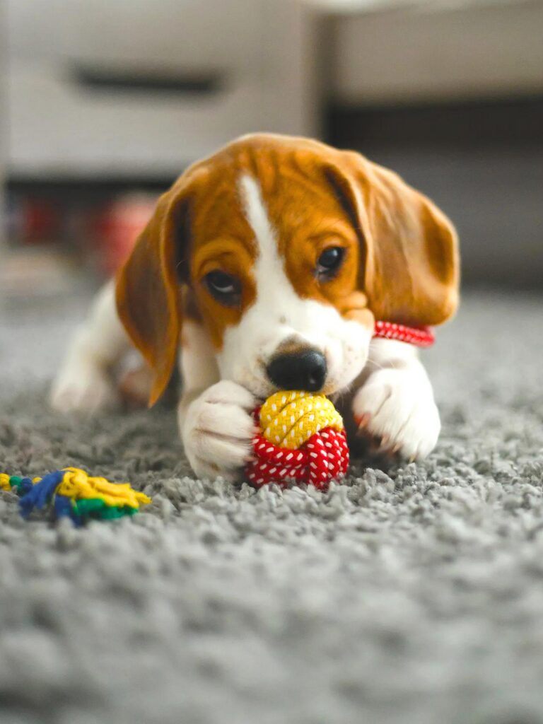 Cuccioli di Beagle - un cucciolo che gioca con un giocattolo sul pavimento