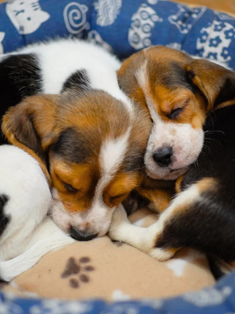 Cuccioli di Beagle - due cuccioli che dormono in una cuccia blu e bianca