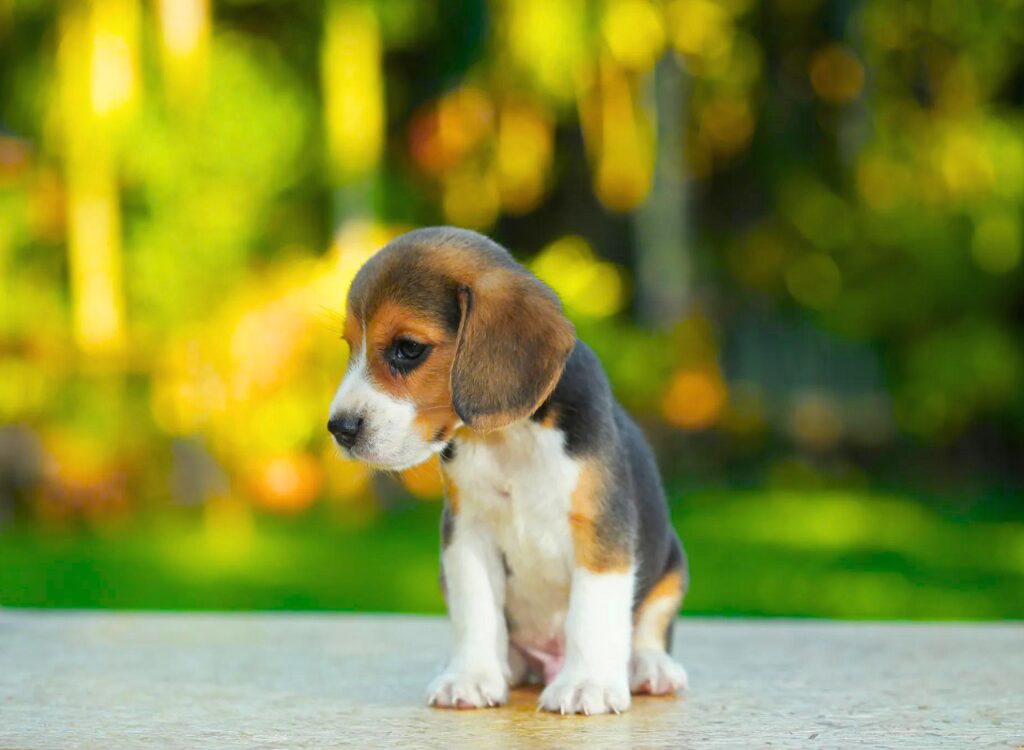 Cuccioli di Beagle - un piccolo cucciolo in piedi su un tavolo