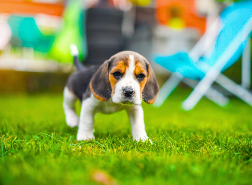 Cuccioli di Beagle - un piccolo cucciolo in piedi nell'erba