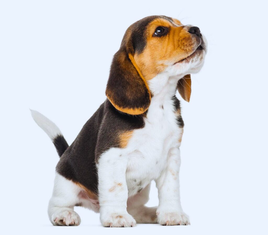 Cuccioli di Beagle - un piccolo cane seduto su una superficie bianca