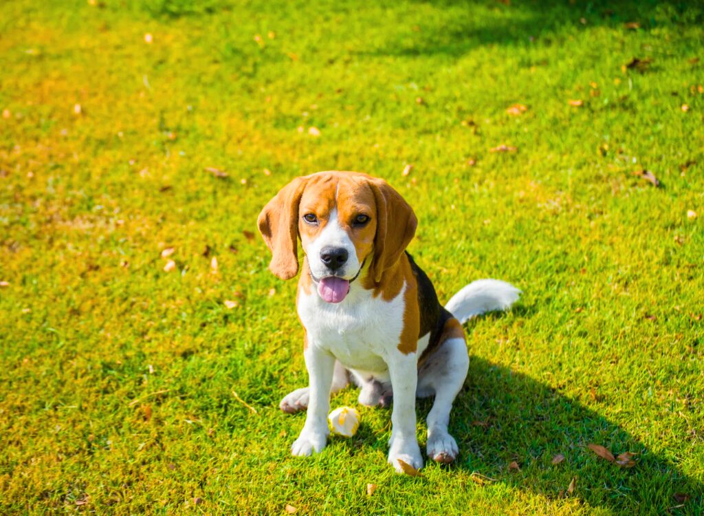 Cuccioli di Beagle - un cucciolo seduto sull'erba