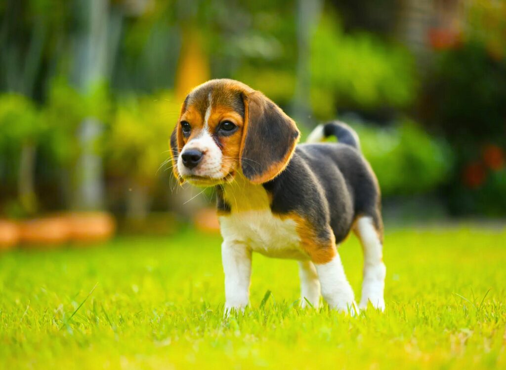 Cuccioli di Beagle - un piccolo cane in piedi nell'erba