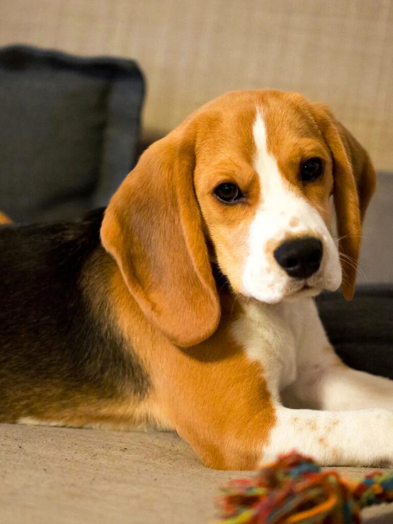 Cuccioli di Beagle - un cane sdraiato sul pavimento con un giocattolo