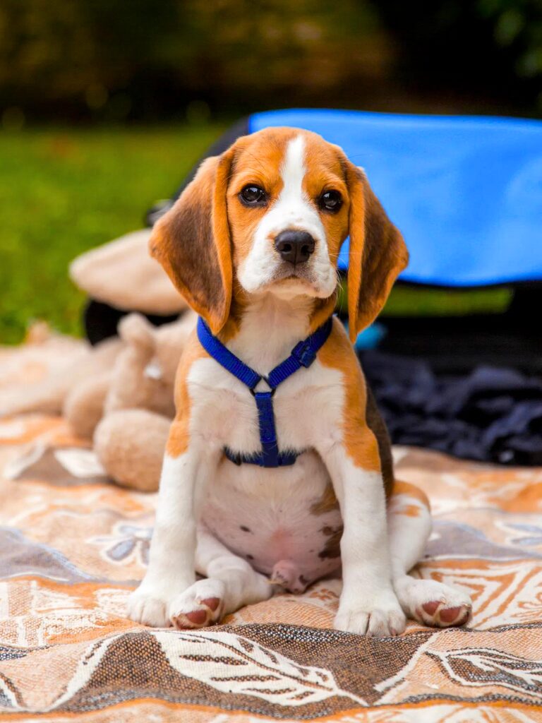 Cuccioli di Beagle - un cagnolino seduto sopra una coperta