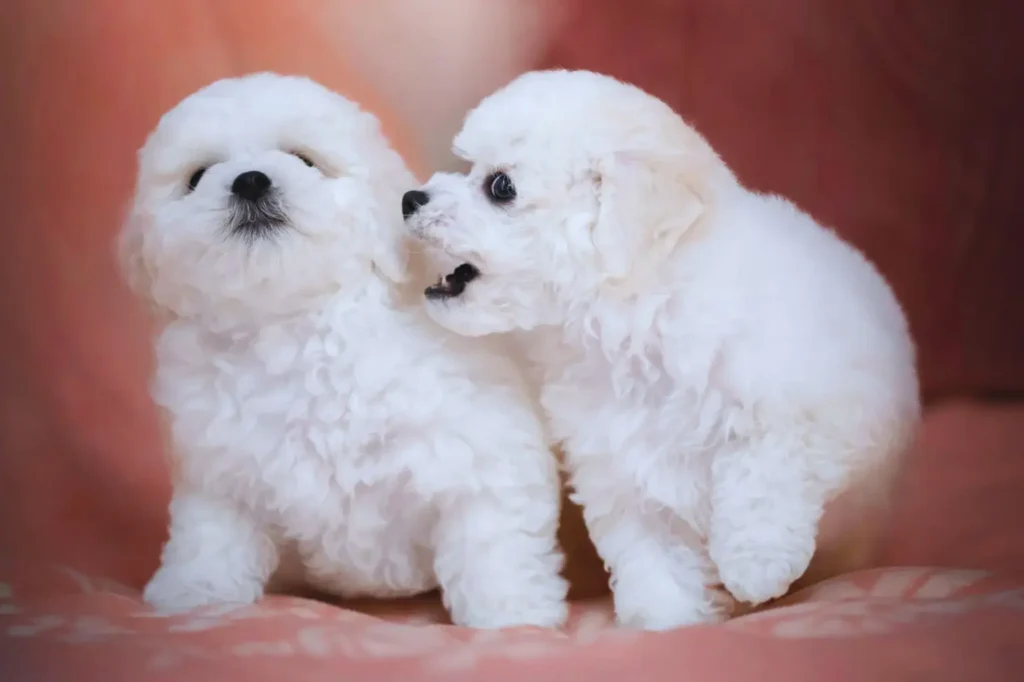 Cuccioli di Bichon Frise - Frise seduti sul letto di colore rosa e giocando