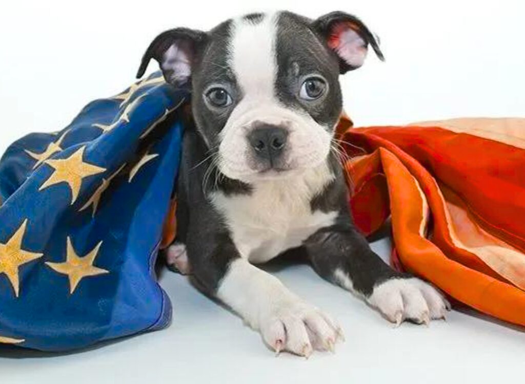 Cuccioli di Boston Terrier - un cagnolino con una bandiera in testa