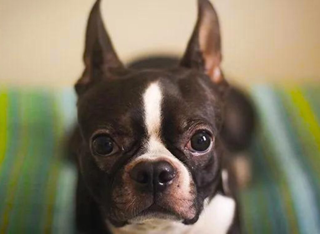 Cuccioli di Boston Terrier - un cagnolino seduto su un divano verde