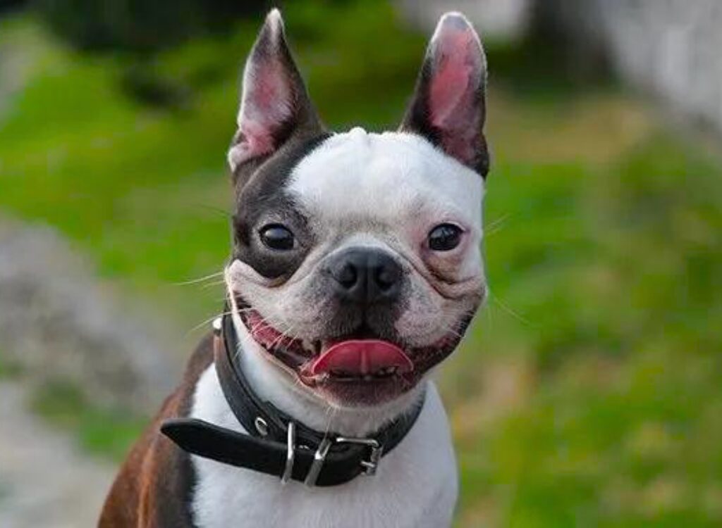 Cuccioli di Boston Terrier - un cagnolino con la lingua di fuori