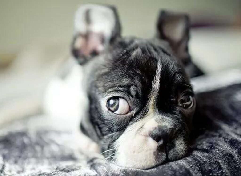 Cuccioli di Boston Terrier - un piccolo cane bianco e nero sdraiato su una coperta