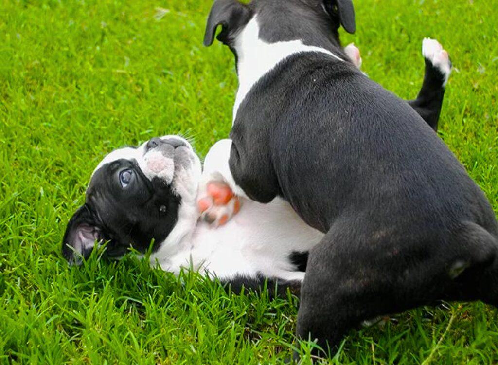 Cuccioli di Boston Terrier - due cuccioli che giocano nell'erba