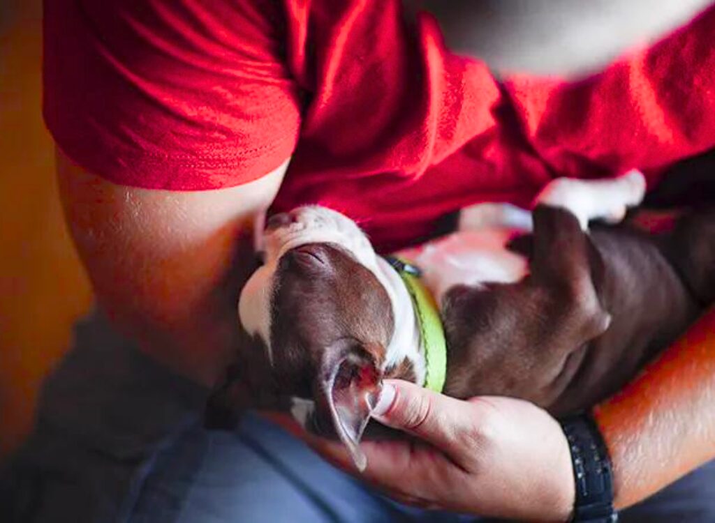 Cuccioli di Boston Terrier - un uomo che tiene in mano un cagnolino