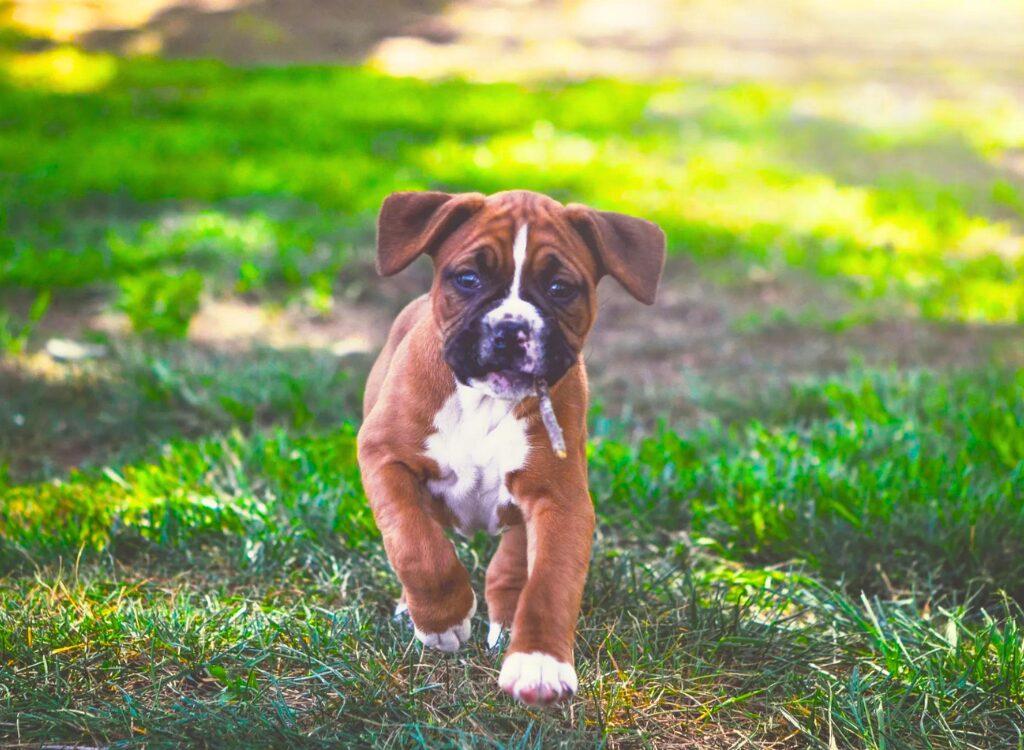 Cuccioli di Boxer - un cucciolo che corre nell'erba