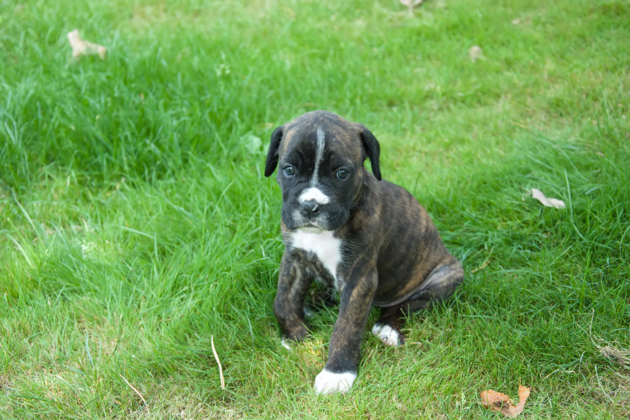 Cuccioli di Boxer - un cucciolo seduto sull'erba