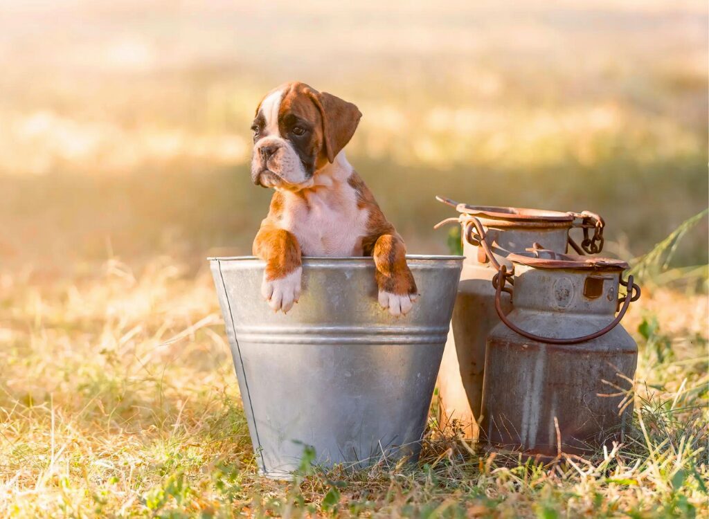 Cuccioli di Boxer - un cane seduto in un secchio