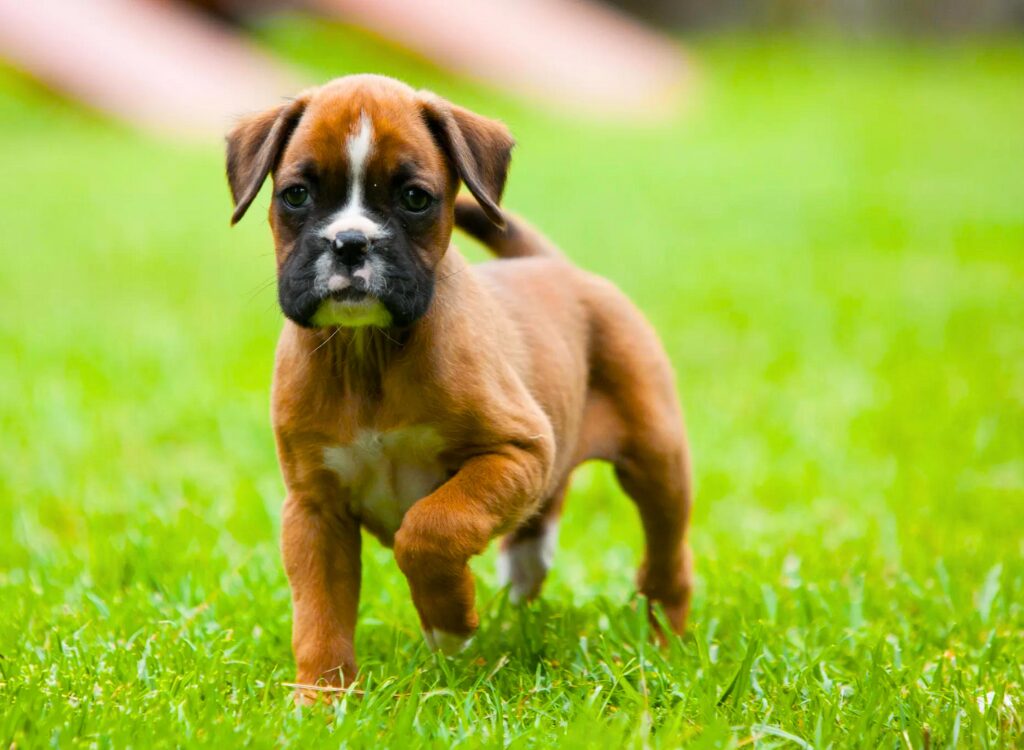 Cuccioli di Boxer - un piccolo cucciolo marrone e bianco in piedi in un campo