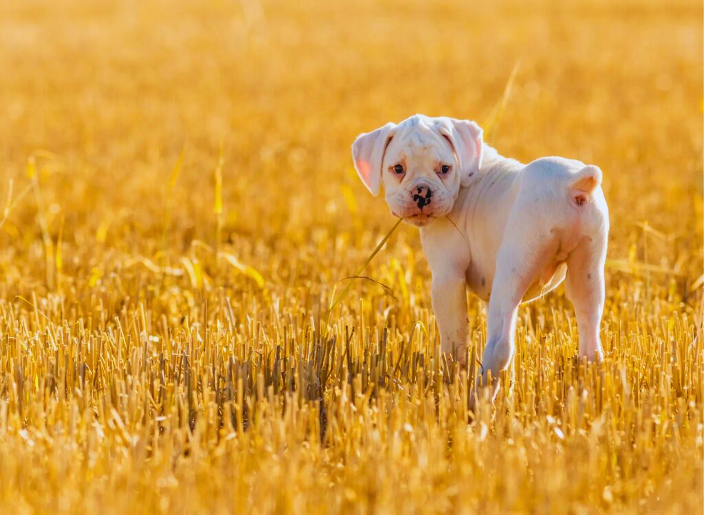 Cuccioli di Boxer - un piccolo cane bianco in piedi in un campo