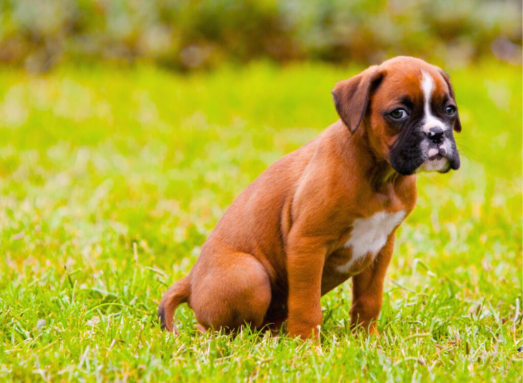 Cuccioli di Boxer - un piccolo cucciolo marrone e bianco seduto nell'erba