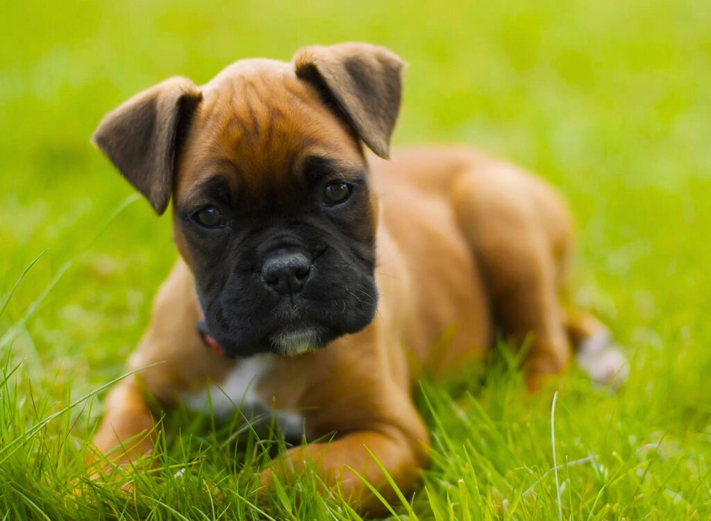 Cuccioli di Boxer - un cucciolo è sdraiato sull'erba