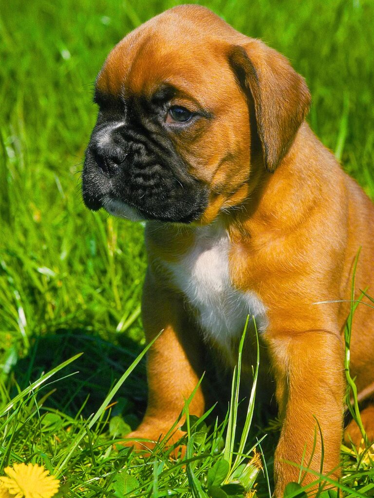 Cuccioli di Boxer - un piccolo cucciolo marrone e bianco seduto nell'erba