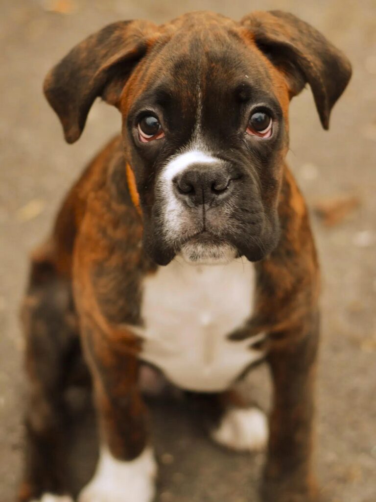 Cuccioli di Boxer - un piccolo cane marrone e bianco seduto su un pavimento di cemento