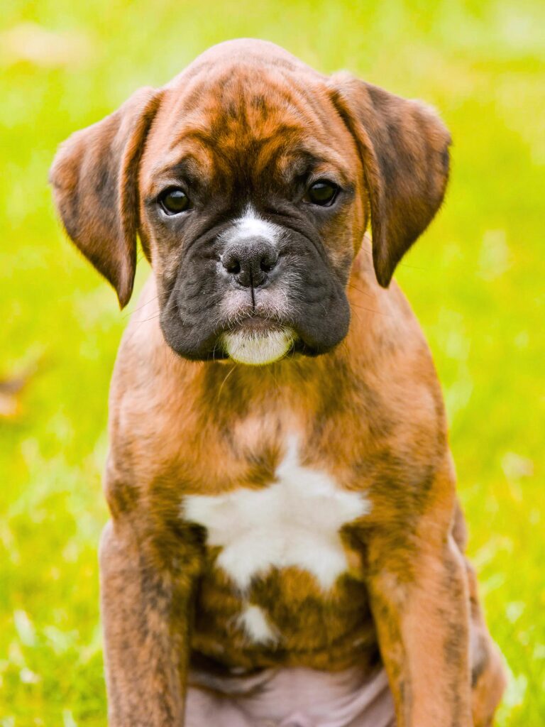 Cuccioli di Boxer - un piccolo cane marrone e bianco seduto nell'erba