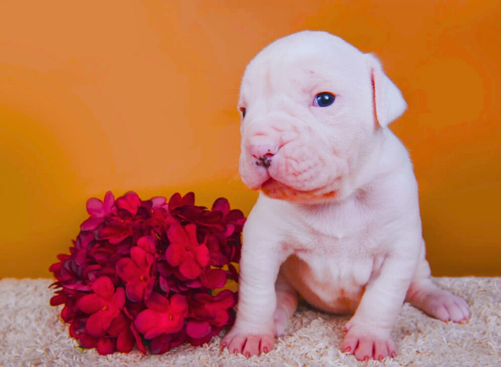 Cuccioli di Bulldog Americano - un cucciolo con una rosa rossa