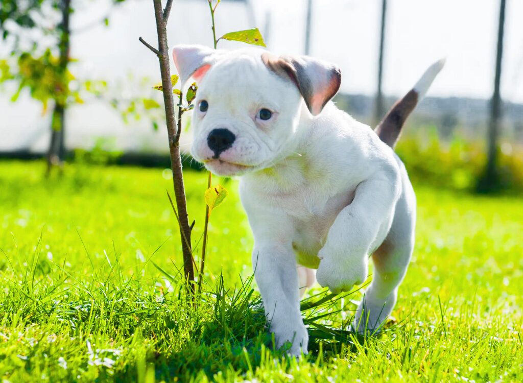 Cuccioli di Bulldog Americano - un piccolo cucciolo bianco cucciolo in piedi nell'erba