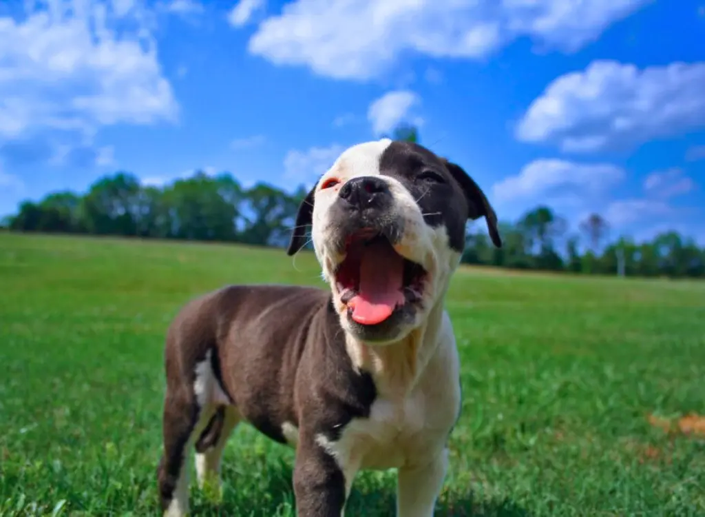 Cuccioli di Bulldog Americano - un cane in piedi nell'erba con la lingua fuori