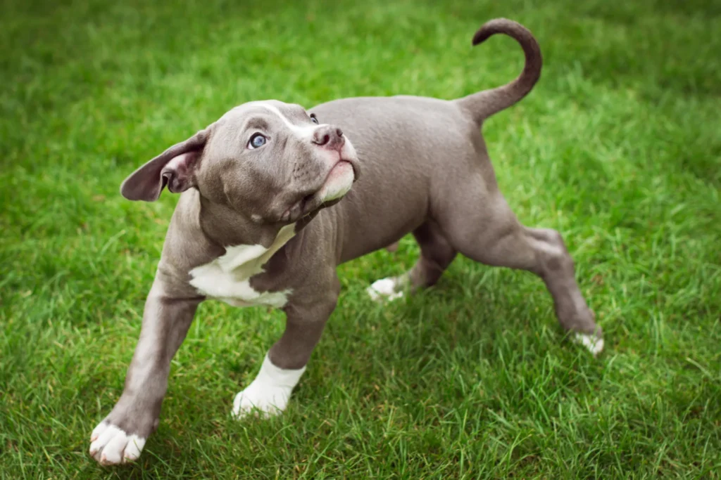 Cuccioli di Bulldog Americano - un cucciolo di cucciolo corre attraverso l'erba