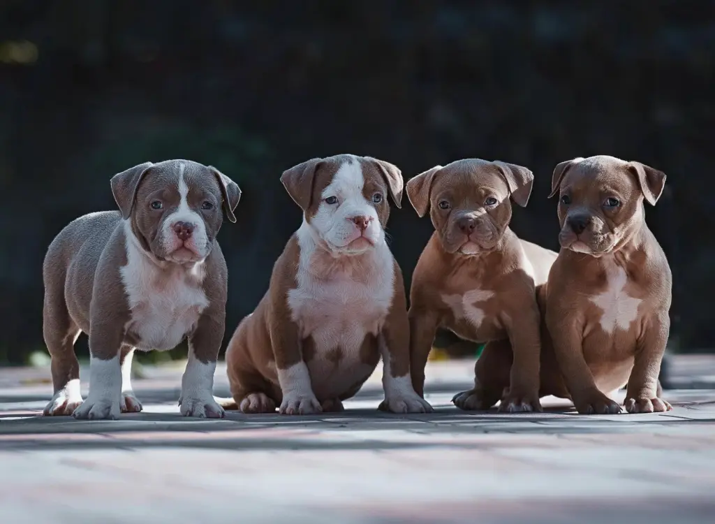 Cuccioli di Bulldog Americano - tre cuccioli seduti su un pavimento di cemento