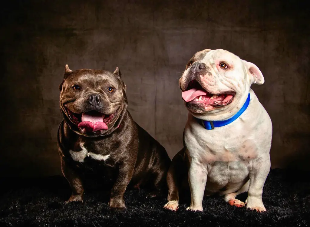 Cuccioli di Bulldog Americano - due cani seduti su un tappeto nero