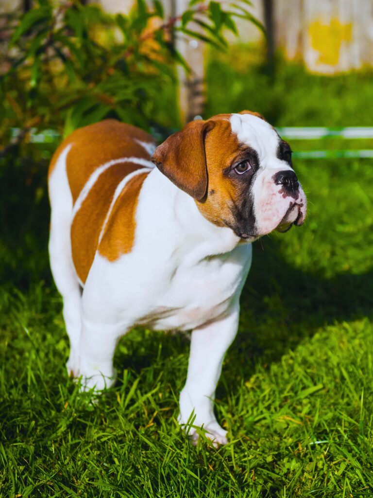 Cuccioli di Bulldog Americano - un piccolo cane in piedi nell'erba