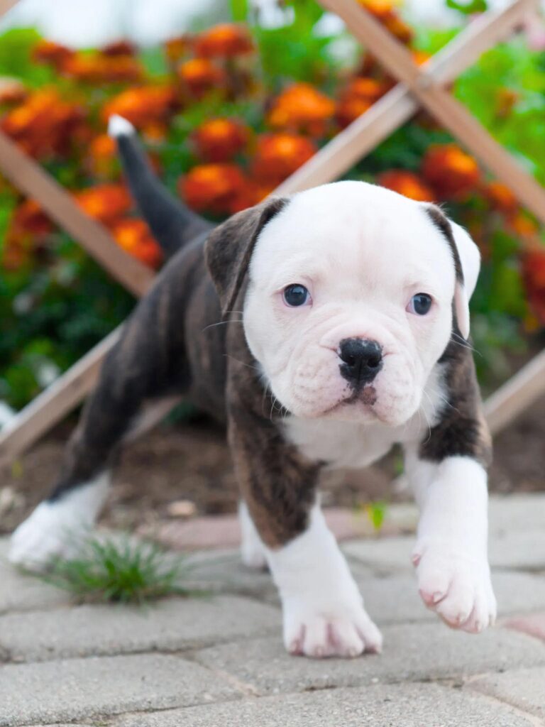 Cuccioli di Bulldog Americano - un piccolo cucciolo bianco e marrone in piedi su un marciapiede