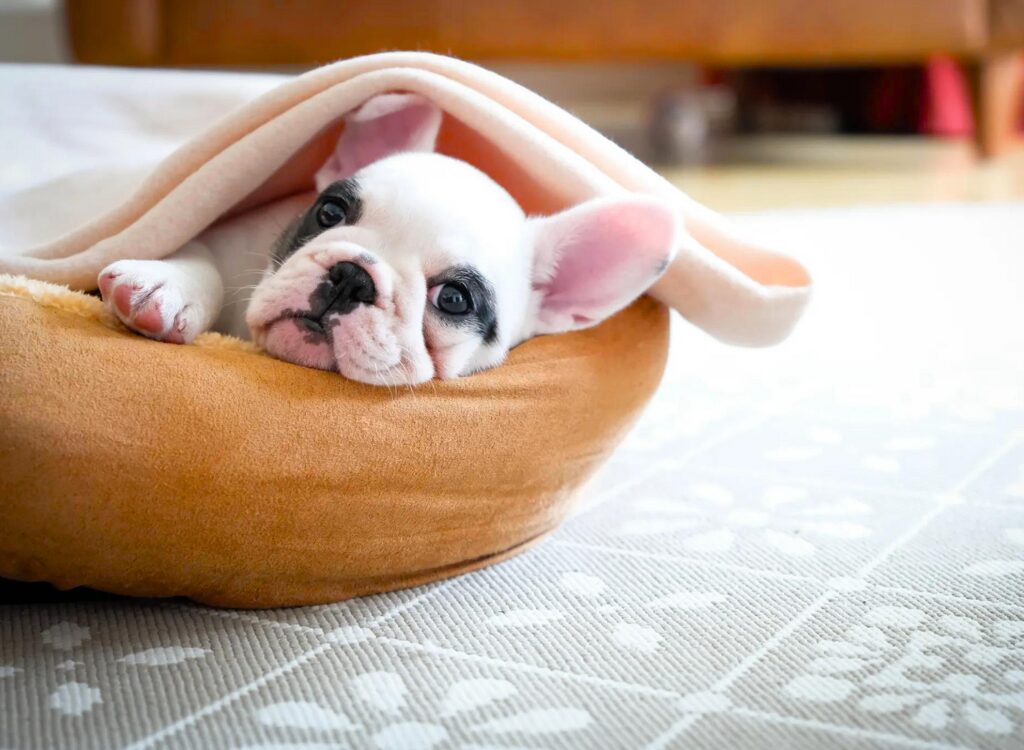 Cuccioli di Bulldog Francese - un cagnolino giace in un letto