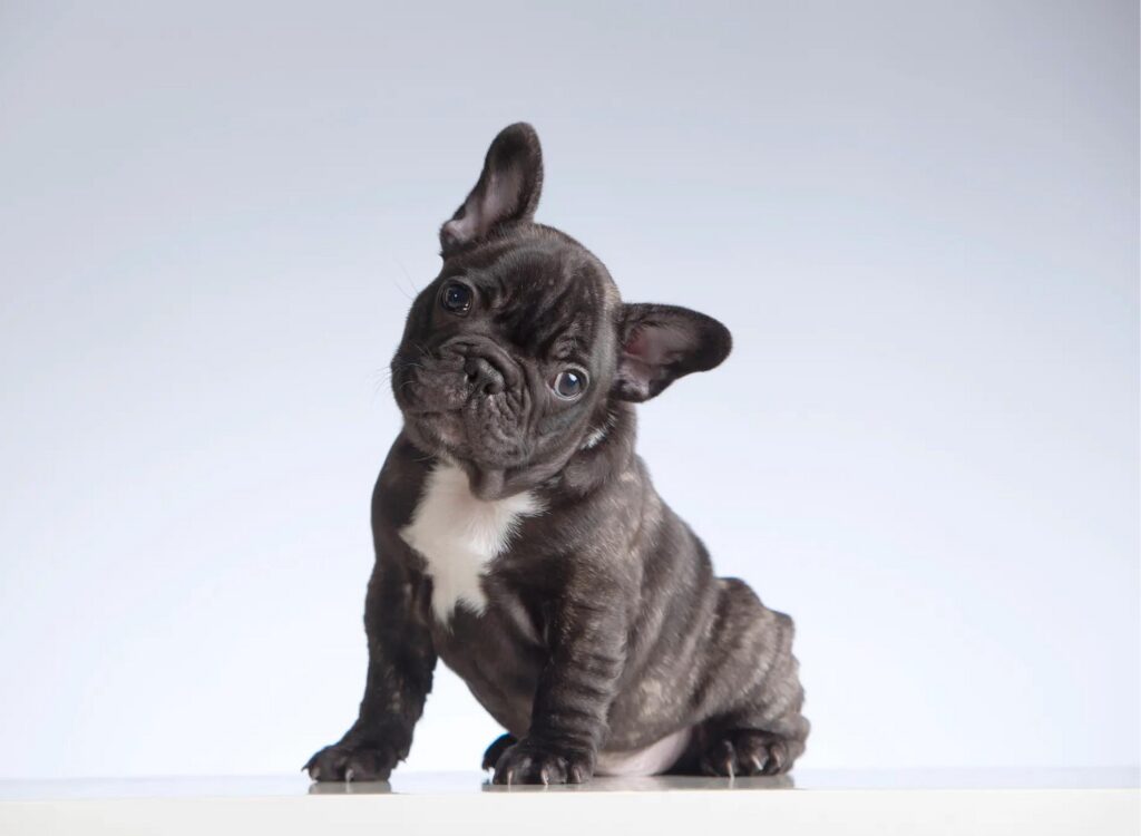 Cuccioli di Bulldog Francese - un piccolo cucciolo bianco e nero seduto su una superficie bianca