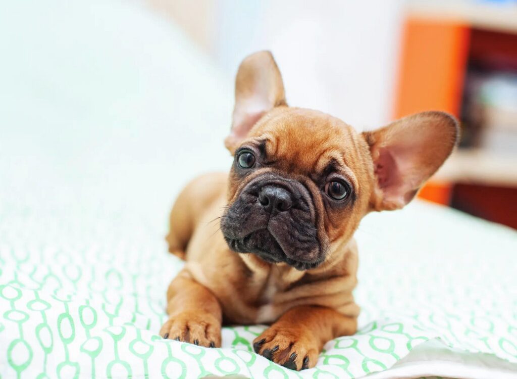 Cuccioli di Bulldog Francese - un cagnolino sdraiato su un letto