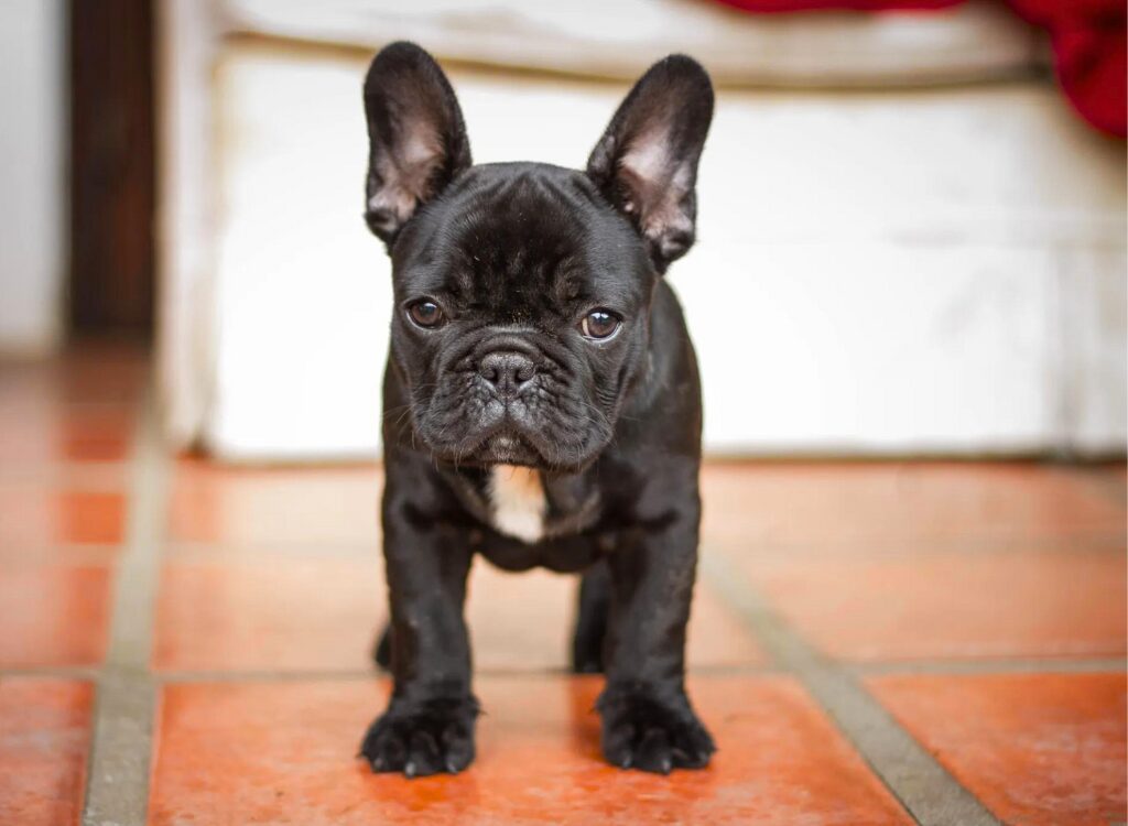 Cuccioli di Bulldog Francese - un piccolo cane nero in piedi su un pavimento piastrellato