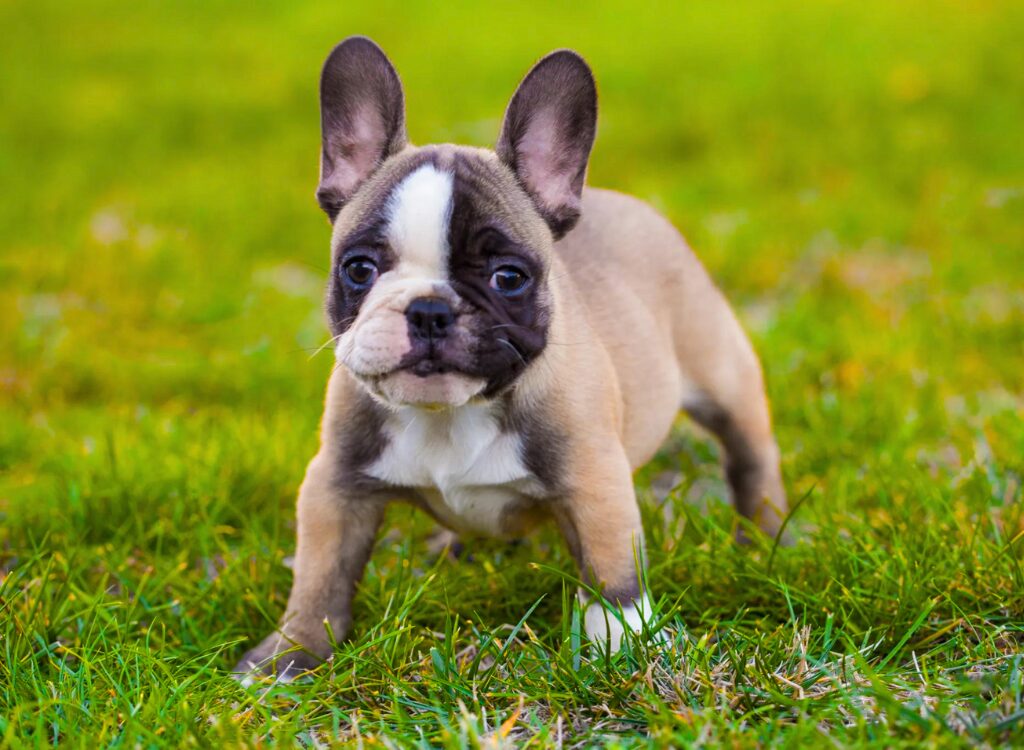 Cuccioli di Bulldog Francese - un piccolo cane in piedi nell'erba