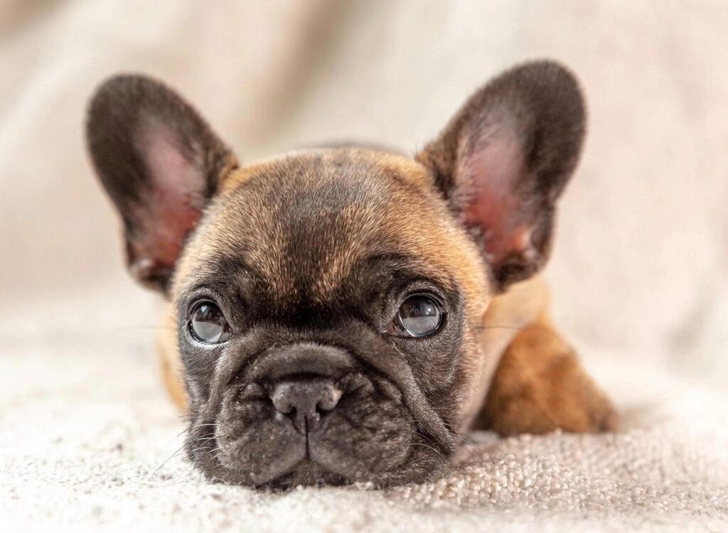 Cuccioli di Bulldog Francese - un piccolo cane con un grande occhio azzurro