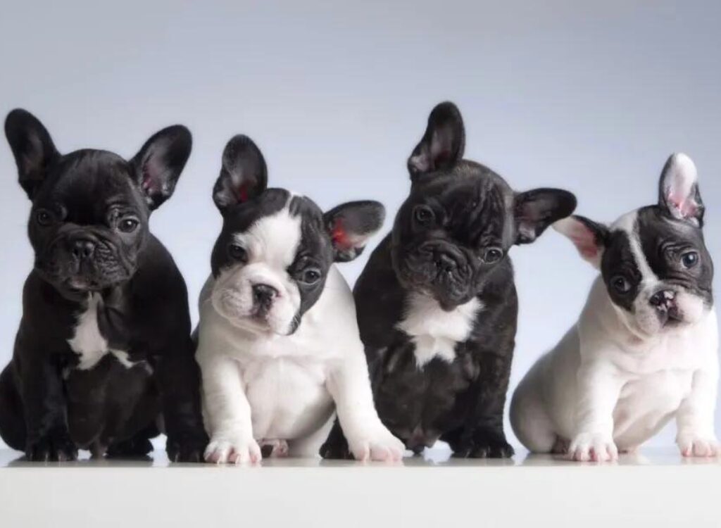 Cuccioli di Bulldog Francese - è seduto un gruppo di cuccioli