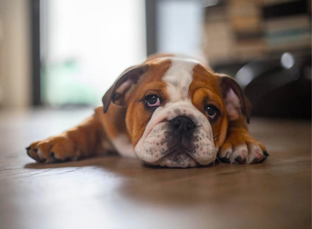 Cuccioli di Bulldog Inglese - un cane sdraiato sul pavimento